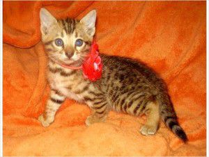 Healthy Bengal Kittens For Adoptions