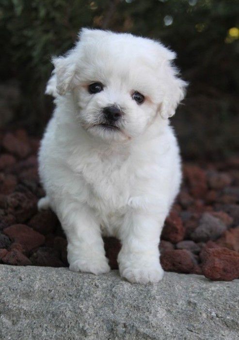 Male Bichon Frise Puppy