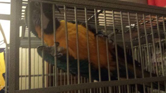 Blue and Gold Macaw With Cage