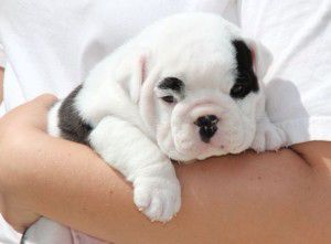 English Bulldog Puppies
