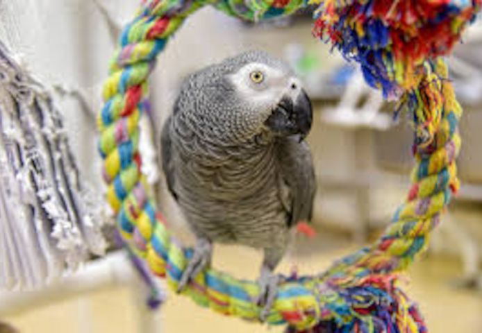 Breeding pair of African grey parrots