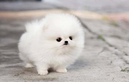 Beautiful Pomeranian Puppies for Adoption