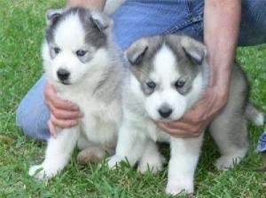 Siberian Husky Puppies for  Adoption