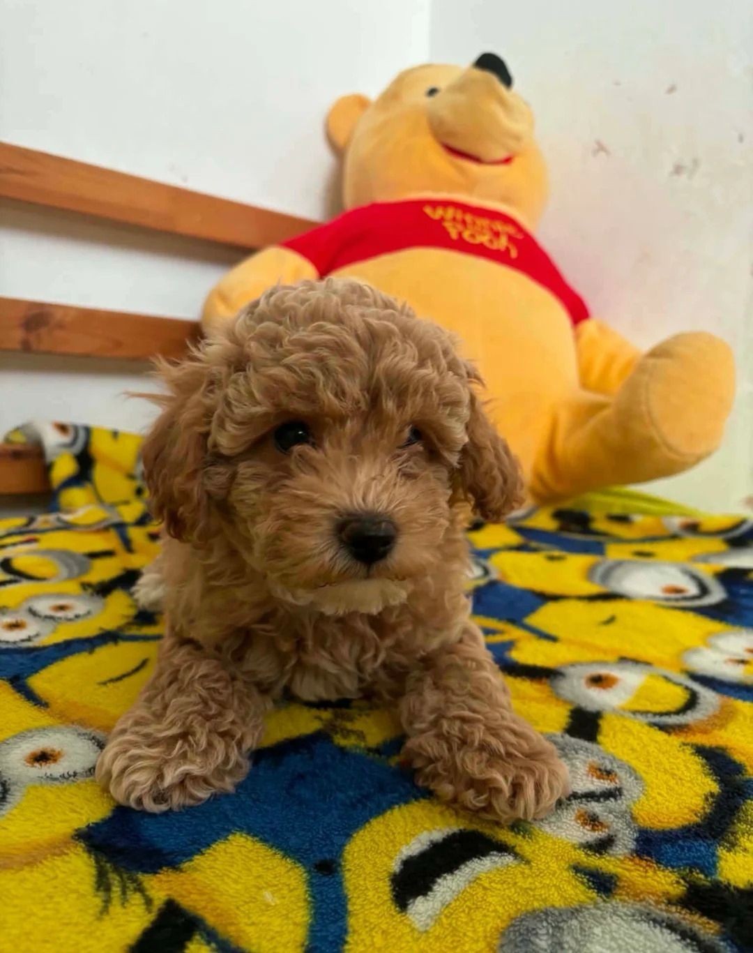 Adorable 3-Month-Old Male Poodle Puppy – Vaccinated & Microchipped