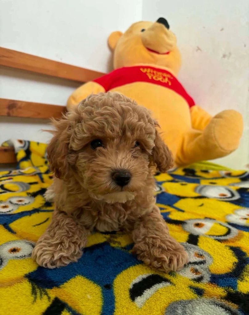 Adorable 3-Month-Old Male Poodle Puppy – Vaccinated & Microchipped