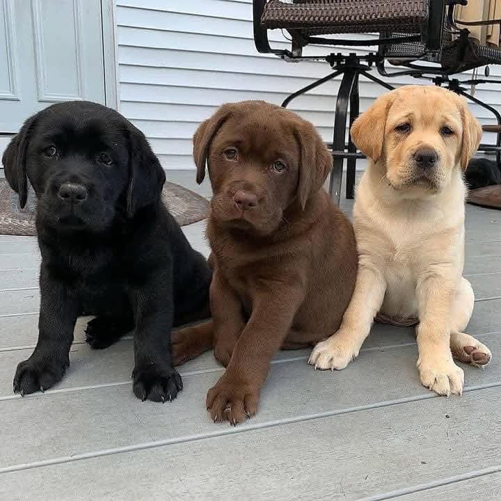 Labrador Retriever Puppies Available.