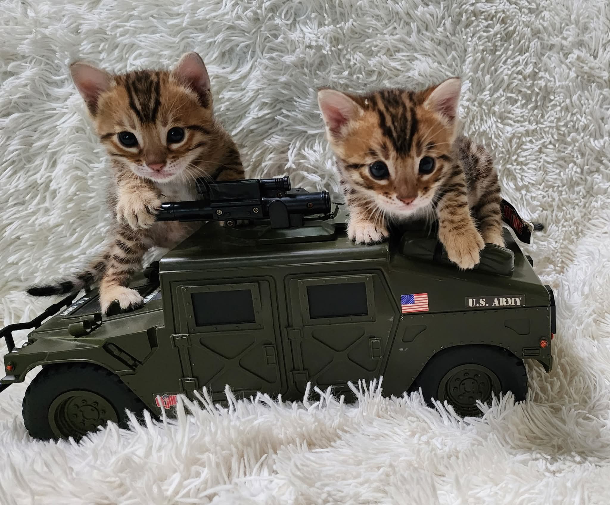 Gorgeous  Bengal Kittens Ready