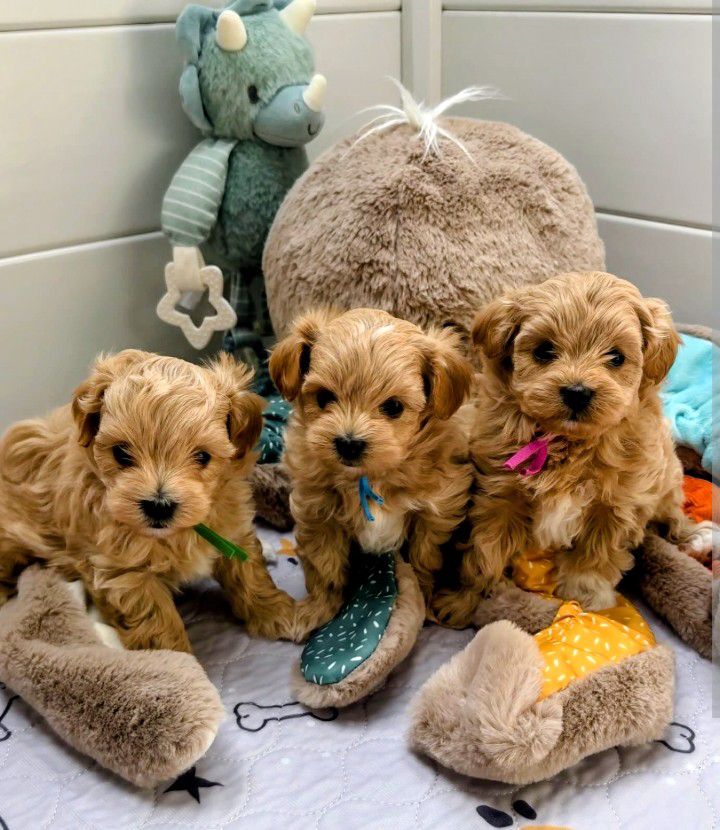 Maltipoo Puppies