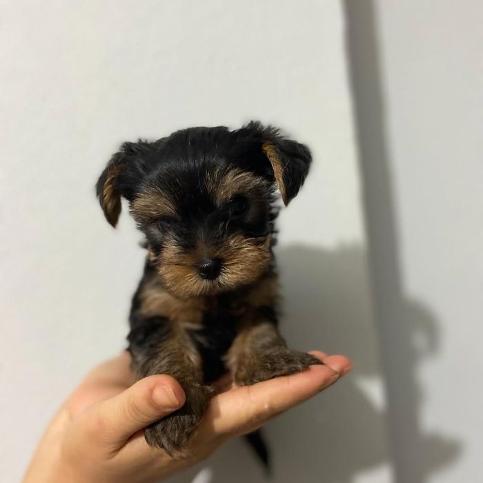 We have adorable Yorkshire puppies available